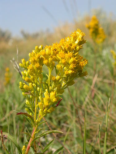 Solidago missouriensis